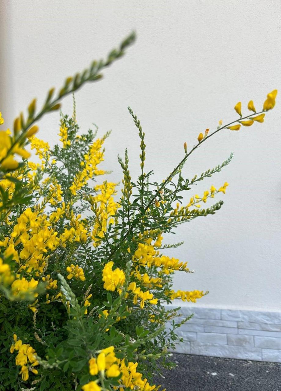 B&B La Ginestra Scafati Exterior photo